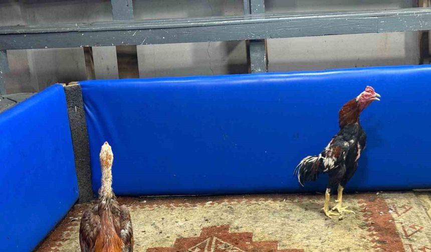 Polis müşteri gibi girdi, horoz dövüşüne suçüstü operasyon yaptı