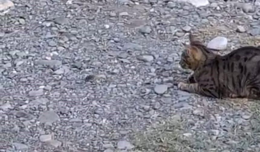 Kedi fareyle top gibi oynadı