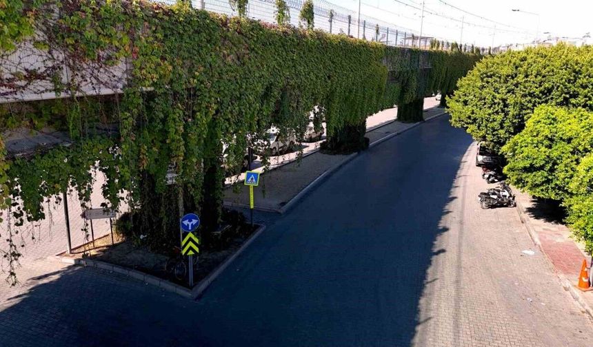 Sarmaşıklarla kaplı metro yolu, görsel şölen oluşturuyor