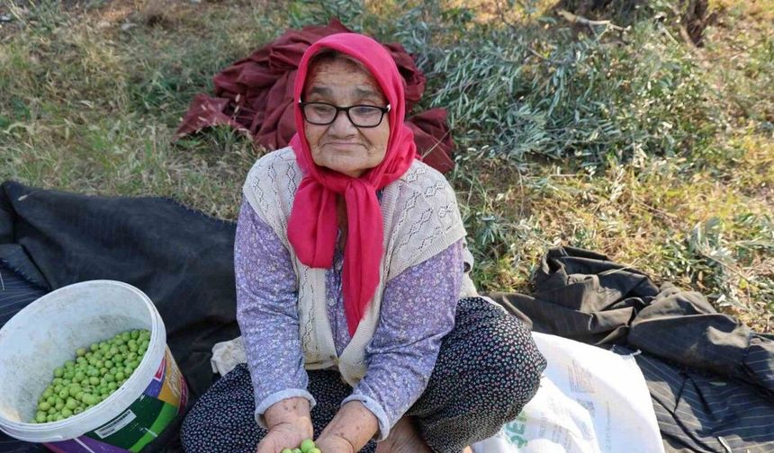 Zeytin hasadına asırlık ağaçlardan başlandı