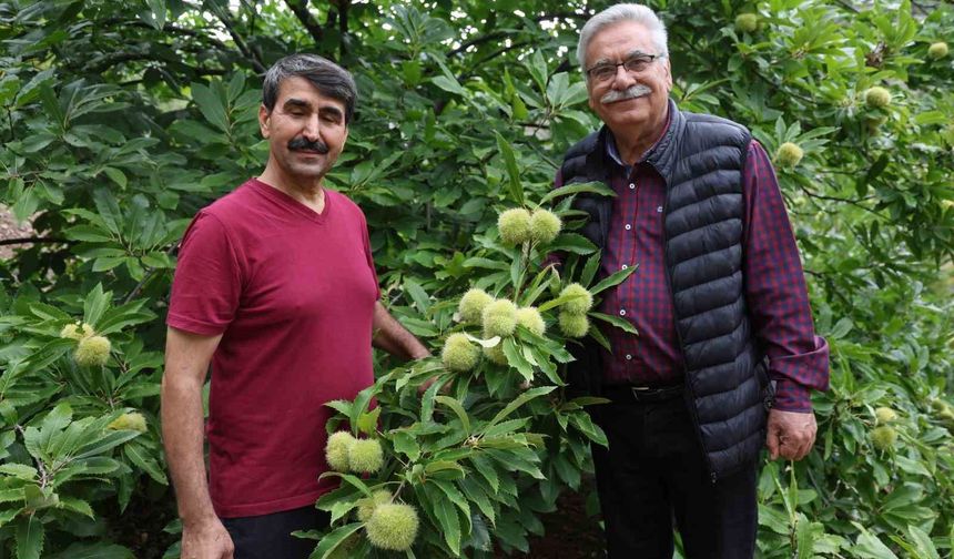 Bin 200 rakımda kestane yetiştirdi, bölge çiftçisine umut oldu