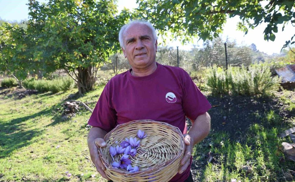 Adana'da safran hasadı başladı: Gramı 900 TL
