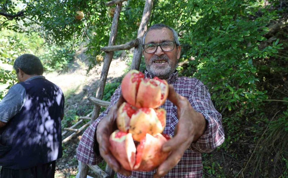 Coğrafi işaretli Kuytucak narında hasat başladı