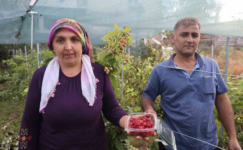 Saimbeyli'de ilk kez yetiştirdi, kilosunu 500 liradan satıyor