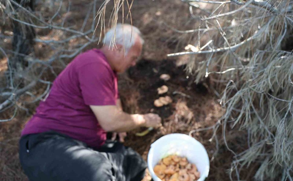 Yağmurlarla birlikte çam ormanları mantarlarla doldu
